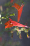 Scarlet calamint